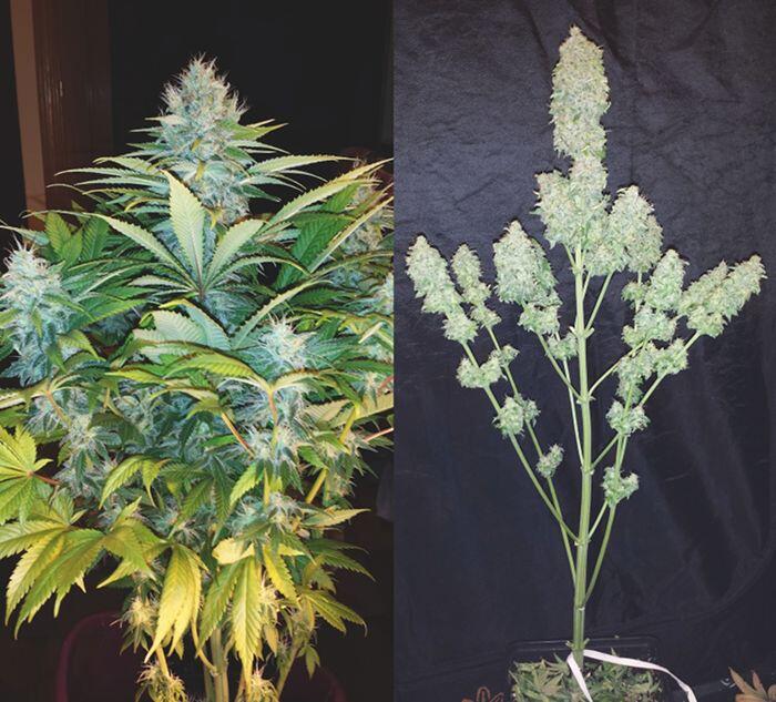 Shiva Skunk Feminisiert