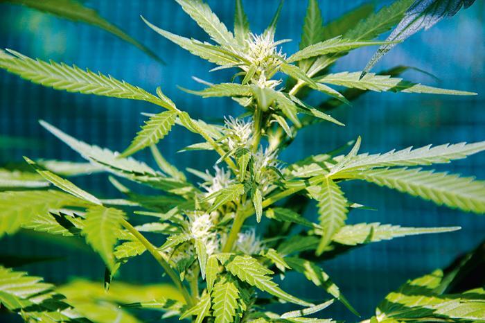 Grow-Report: Die Automatik-Sorte Sudden Flower (Nahaufnahme)