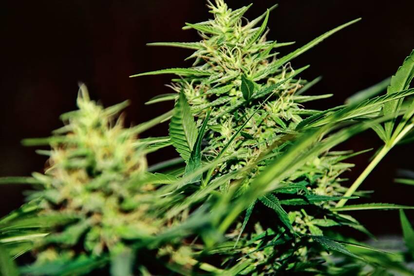 grow-Report: Die Automatik-Sorte Sudden Flower (Reife)