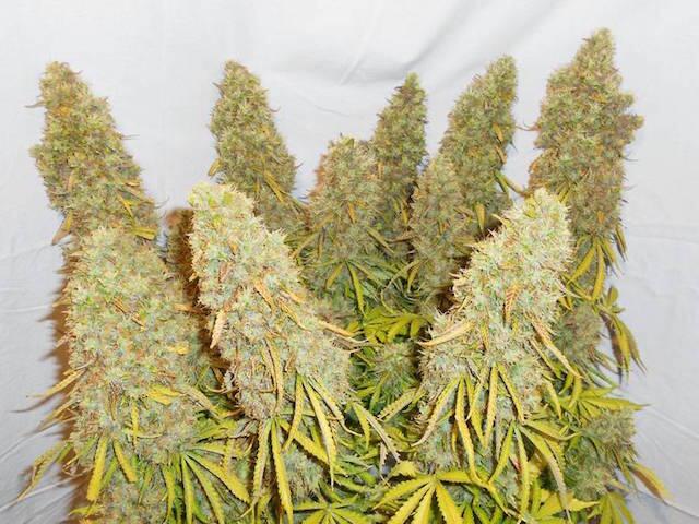 Speziell für den Anbau von Cannabis und Marihuana Verbessert Wachstum und Blüte Nicht geschwefelt. Nortembio Agro Natürliche Melasse 1,2 Kg 