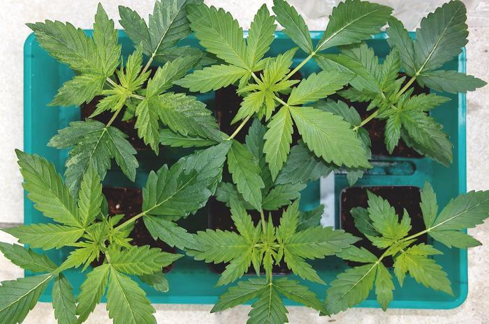 Growreport: Auto Anesthesia von Pyramid Seeds - Setzlinge