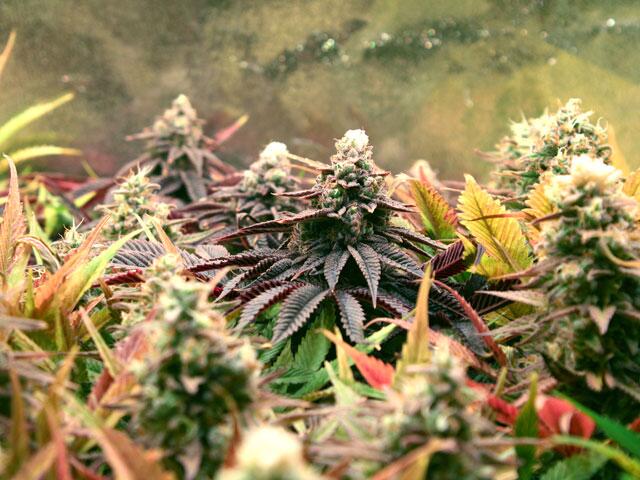 Blue Forest Berry grow! Magazin 04-2019