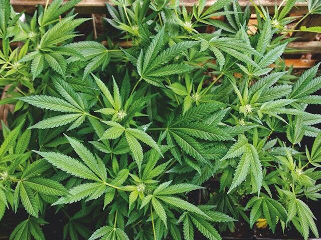 Wie 2 Bonus Seeds Alis Ernte gerettet haben