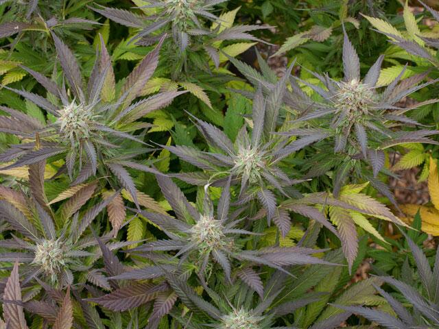 Cannabis-Irrtümer und -Mythen