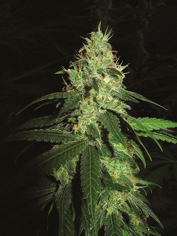 AFGHANI #1
