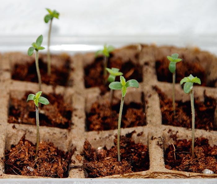 Grow-Report: Die Automatik-Sorte Sudden Flower (Keimung)