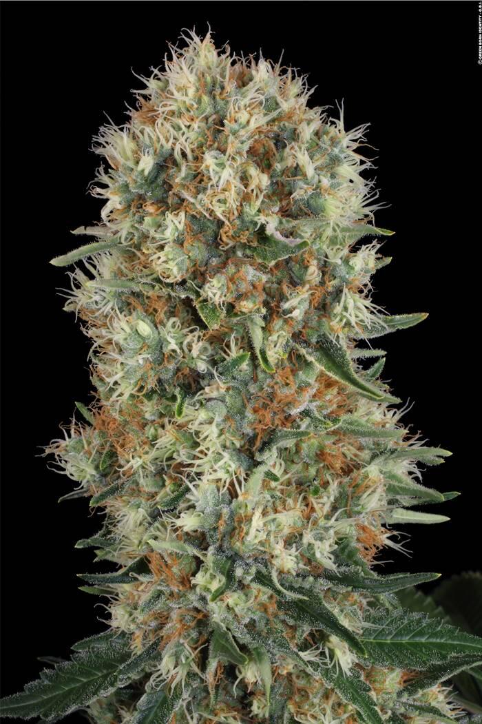 Belladonna von Paradise Seeds Wachstum