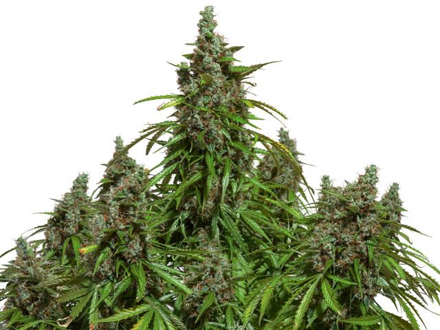 Die besten Autoflowering-Cannabis-Sorten des Jahres 2018