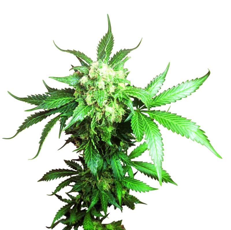 'BLACK DOMINA feminized' aus der 'Classic Redux Serie' von Sensi Seeds