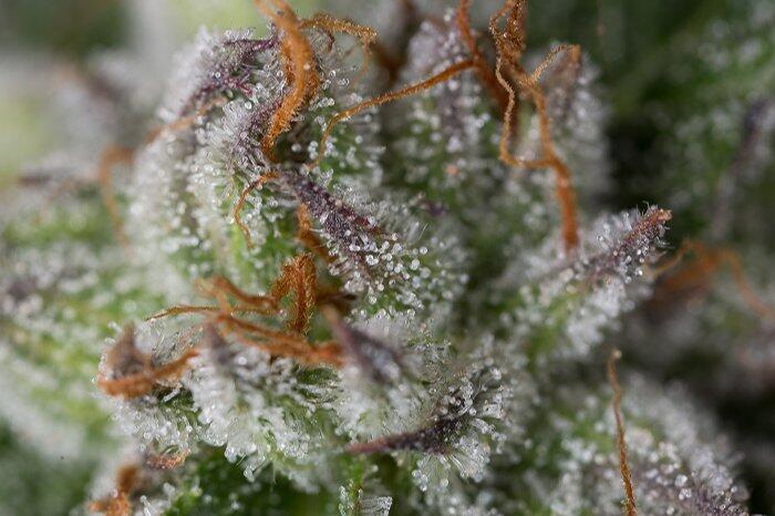 Dinafem Bubba Kush Nahaufnahme