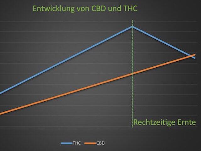Erntezeit für Indoor und Outdoor Cannabis