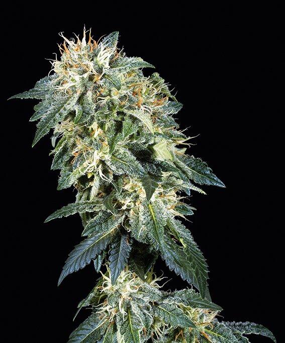 Northern Lights