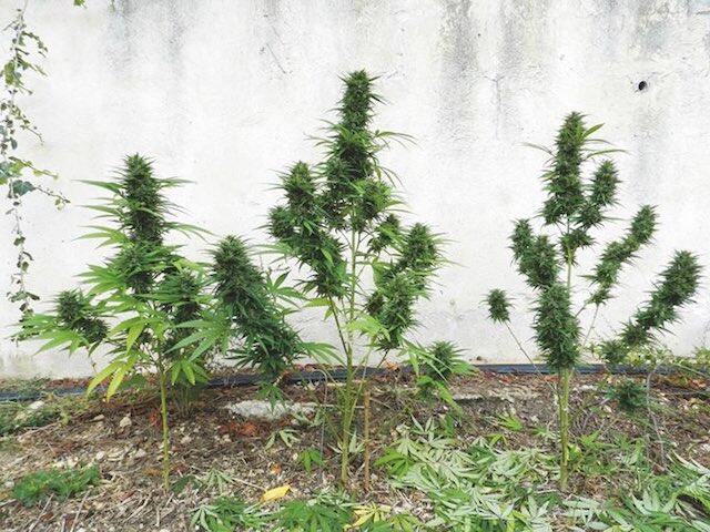 Ratschläge von Sensi Seeds für das Outdoor-Growing Ausgabe 3-16