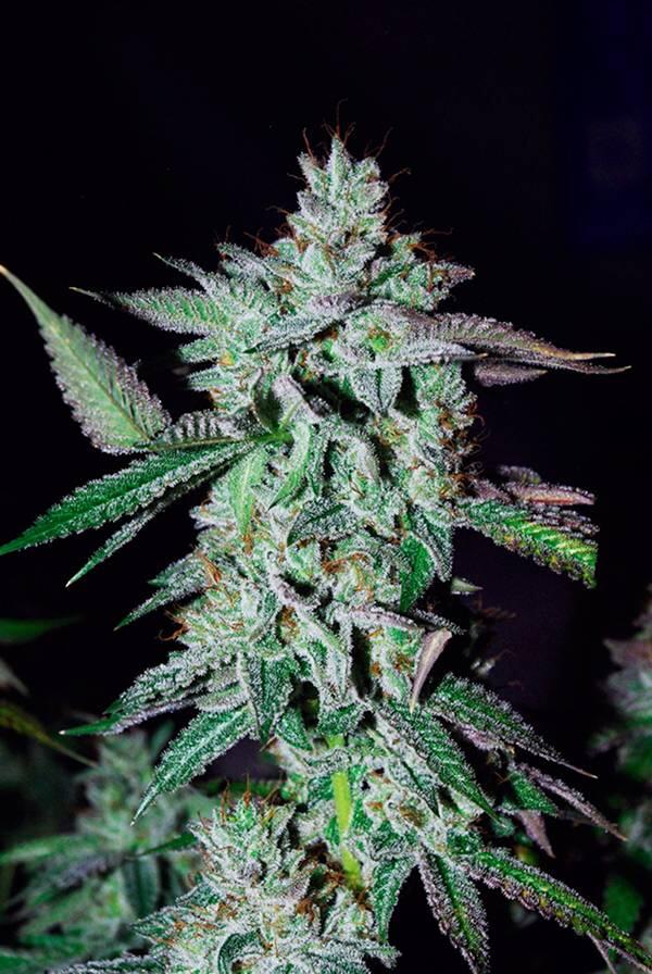 Sortenportrait: HortiLabs SourPower Sativa-Hybrid