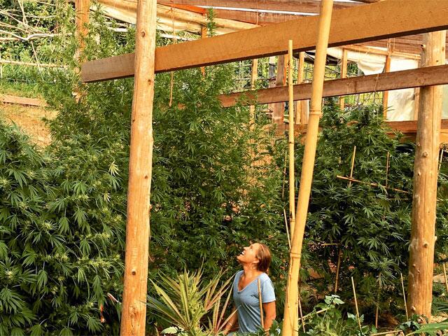 Cannabis-Growing mit der Veganic-Methode