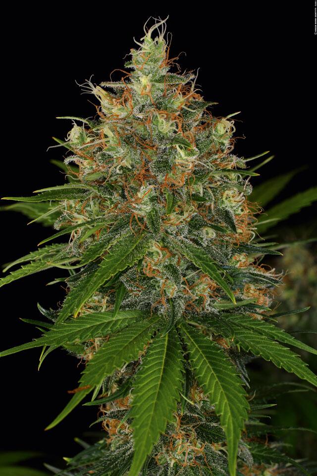 Bubble Gum von Serious Seeds