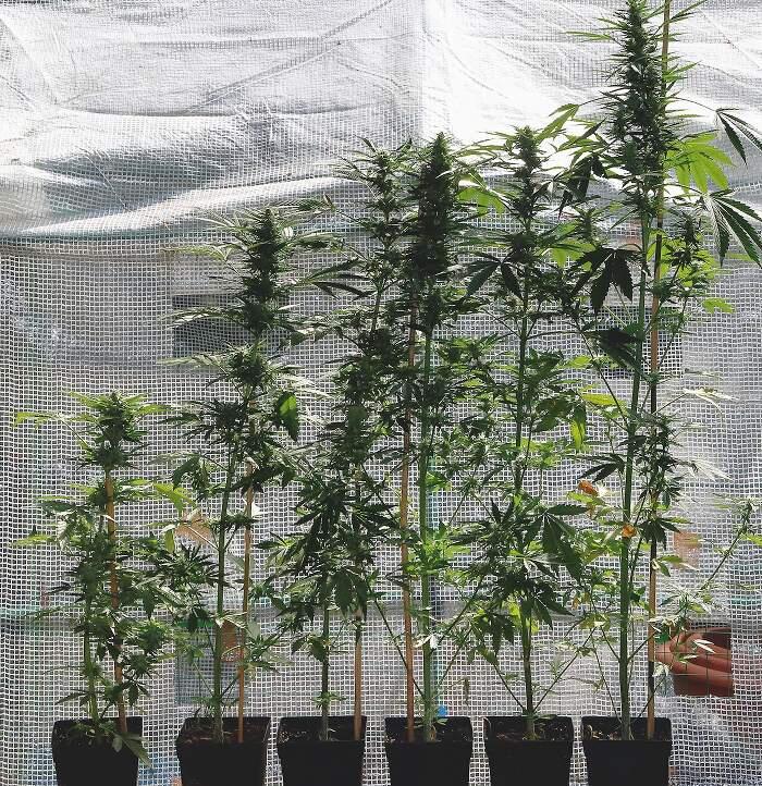 Growreport: Auto Anesthesia von Pyramid Seeds - Wachstum