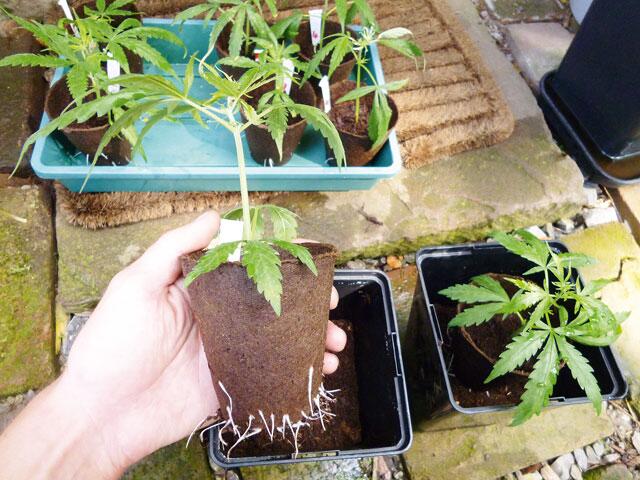 Biologischer Cannabisanbau