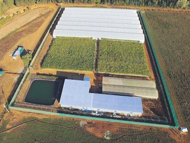 Chiles erster Medical Grow