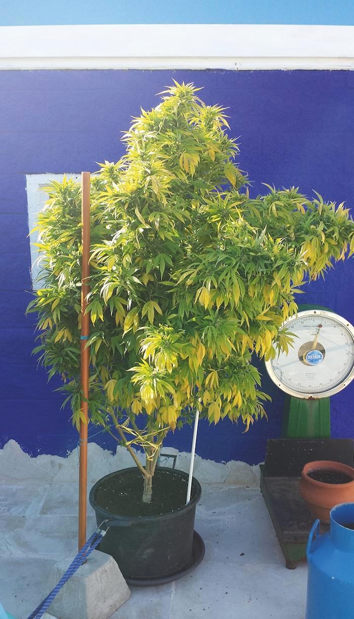 Big Bud in der Sonne