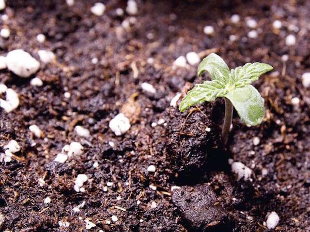 Biologischer Cannabis-Anbau