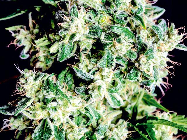 Zurück zu den Wurzeln mit Neville‘s Haze & Co. grow! Magazin 4-19