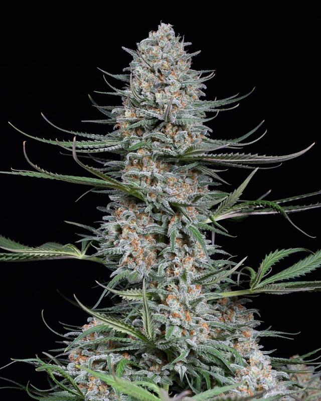 Quick Critical + von DinaFem