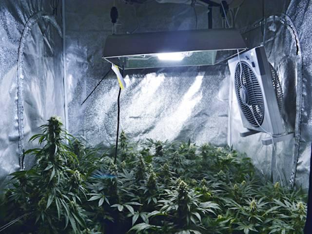 Sortenvielfalt im Wienerwald: Growreport
