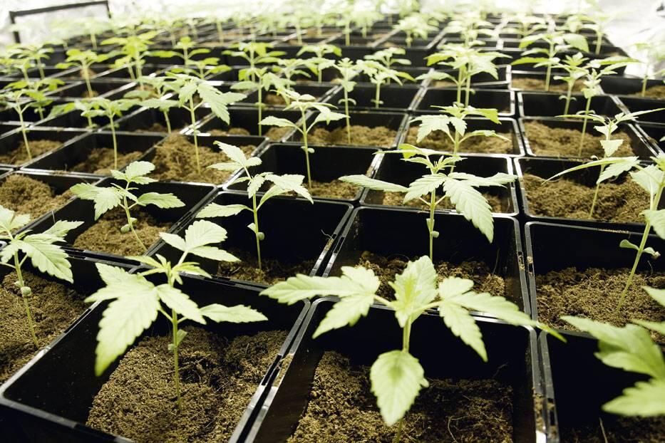 Biologischer Cannabis-Anbau