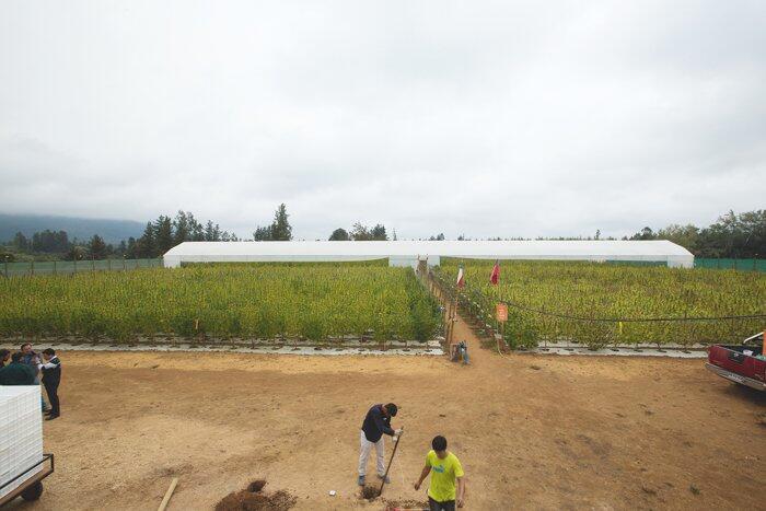 Chiles erster Medical Grow 1