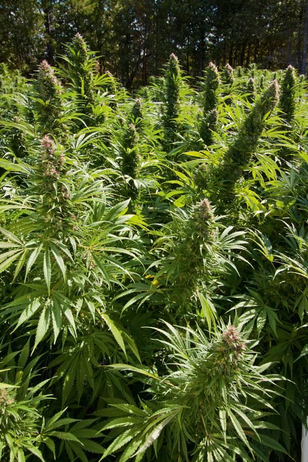 Von Cannabis-Landrassen, Cannabis-Pionieren und der heute aktuellen Cannabis-Genetik Bild 3