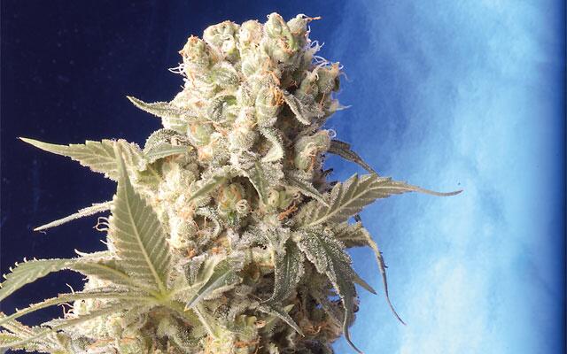 Medizinischer Cannabis-Anbau