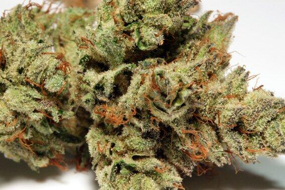 Sortenportrait: HortiLabs SourPower Sativa-Hybrid Ernte