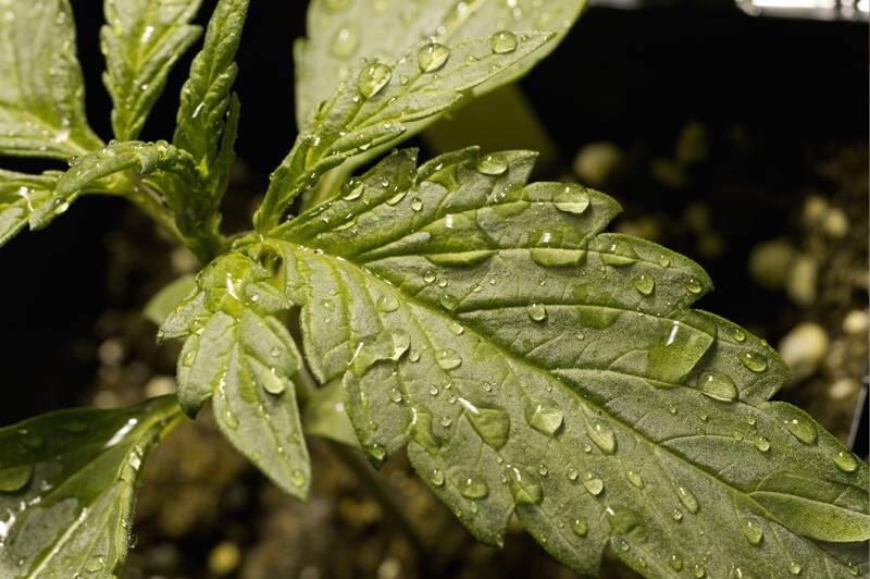 Cannabis Stecklings-Verkauf in Österreich