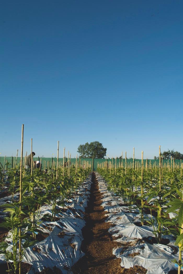 chiles erster Medical Grow 4