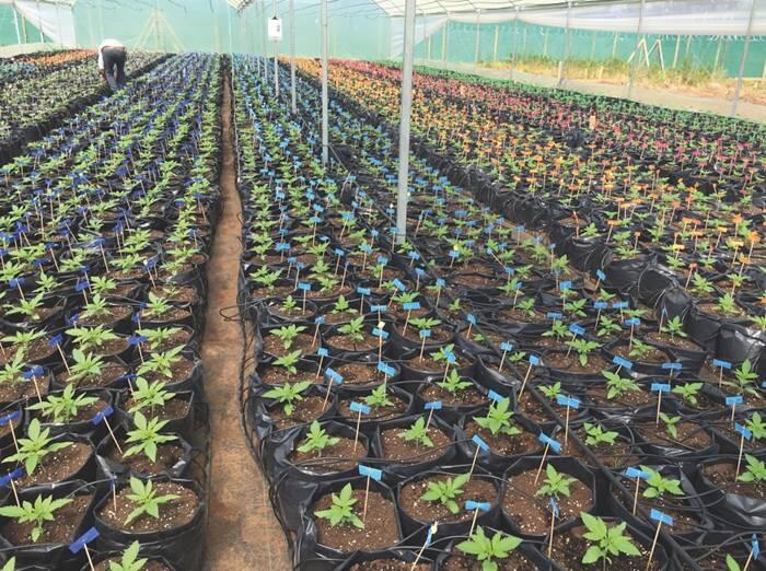 chiles erster Medical Grow 5