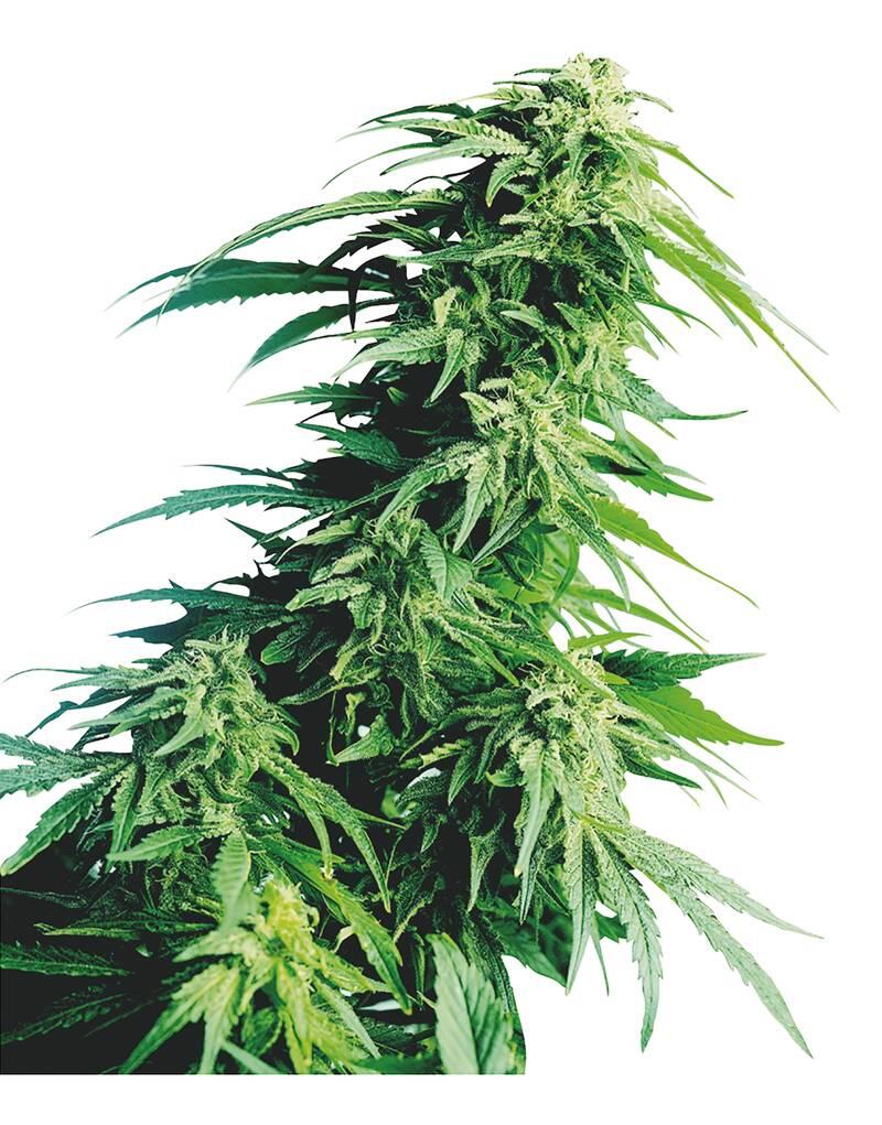 'Hindu Kush Feminized' aus der 'Classic Redux Serie' von Sensi Seeds