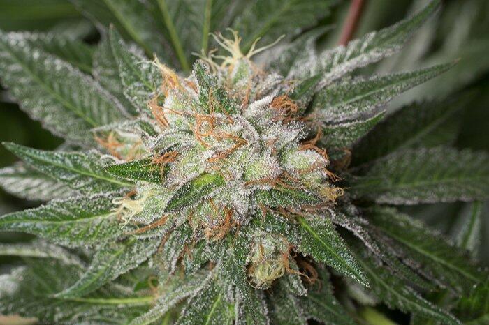 Dinafem Bubba Kush Nahaufnahme 2