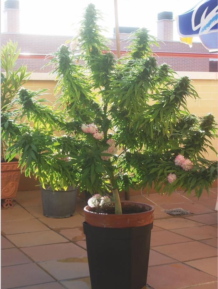 Afghani #1 im Topf
