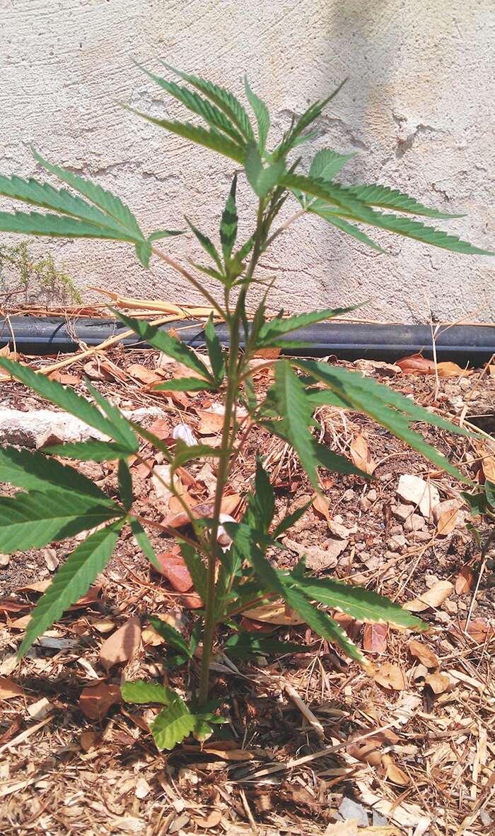 Junge Jack Herer Outdoor