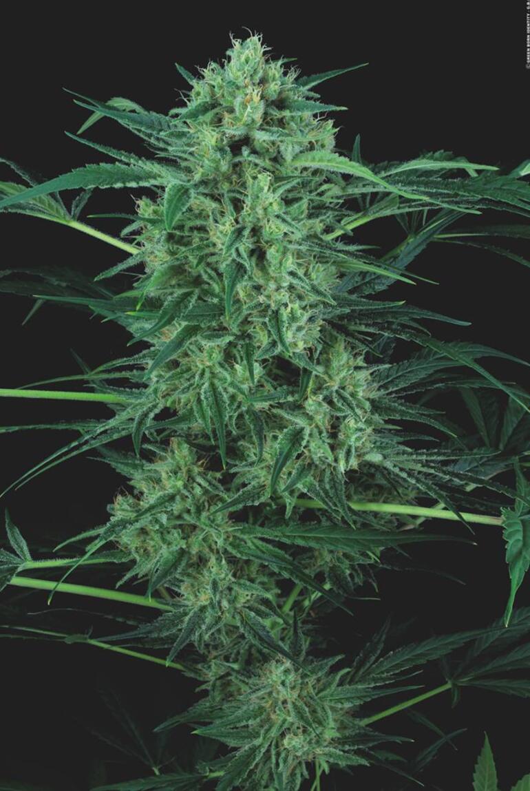CBD-Strain "Nebula" (Foto: gbi)
