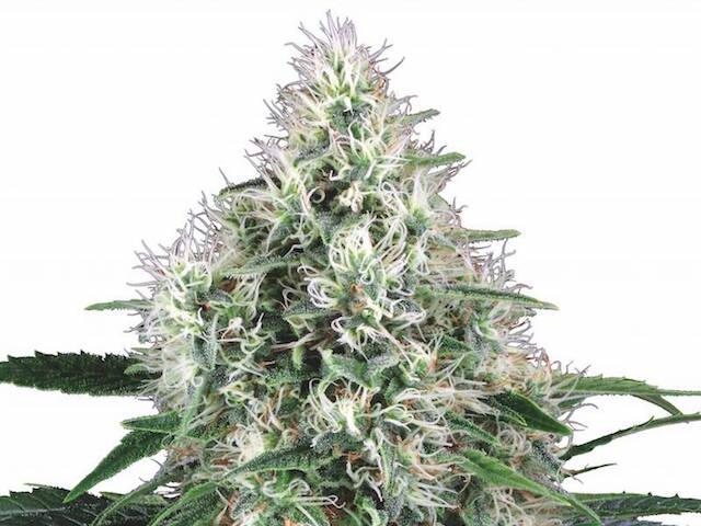 Pure Power Plant Automatic White Label von Sensi Seeds