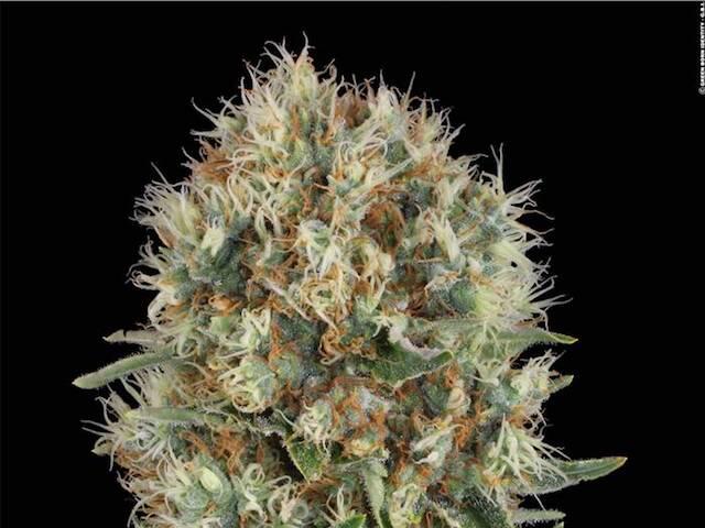 Belladonna von Paradise Seeds
