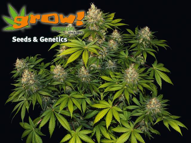 Bubble Gum von Serious Seeds