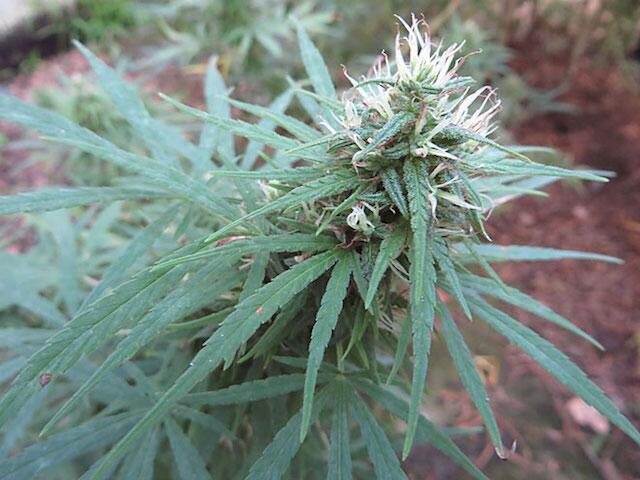 Es ist eine Landrasse! Interview mit Seeds of Africa