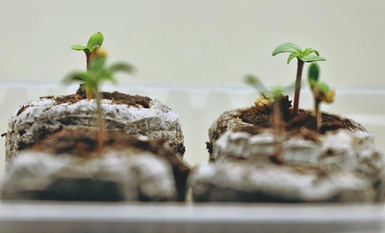 Growreport: Auto Anesthesia von Pyramid Seeds - Keimung