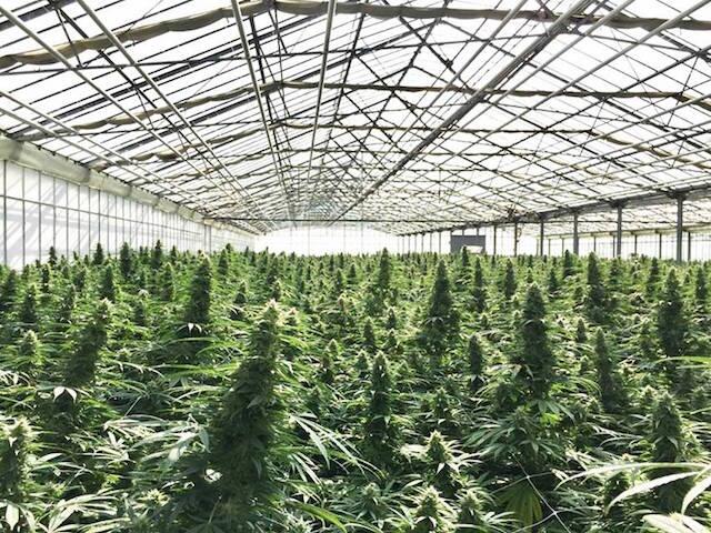 CBD-Cannabis Plantage in der Schweiz