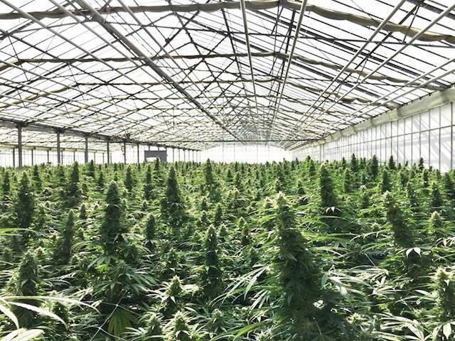 Dr. Franjo Grotenhermen erklärt die Unterschiede zwischen CBD und THC