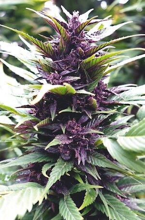 Erntezeit für Indoor und Outdoor Cannabis - Reife Outdoor Plfanze