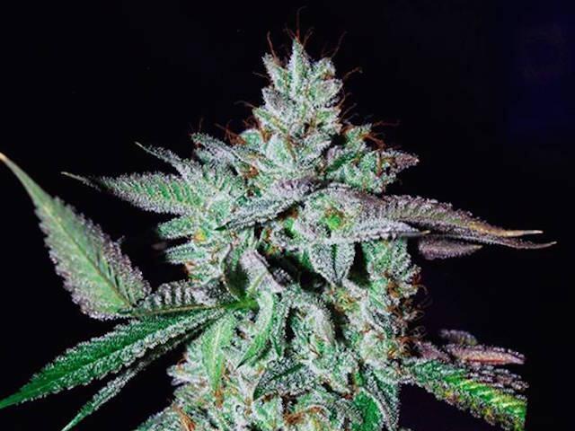 Sortenportrait: Sour Power von HortiLab